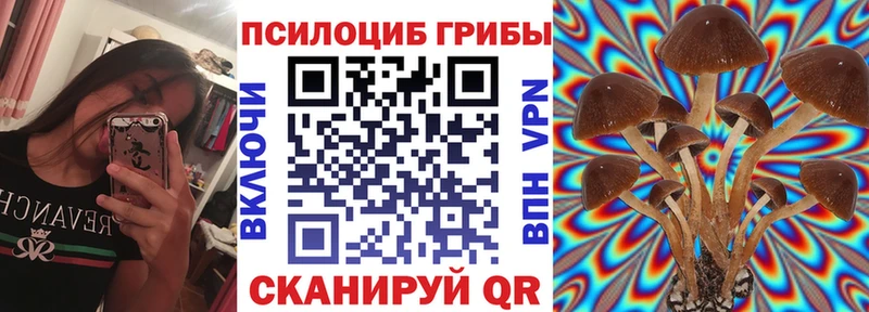 Купить где  Невельск  Галлюциногенные грибы Cubensis 